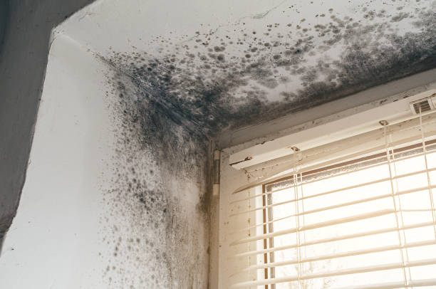 Affordable Mold Inspection And Testing solutions in Hillsboro, TX